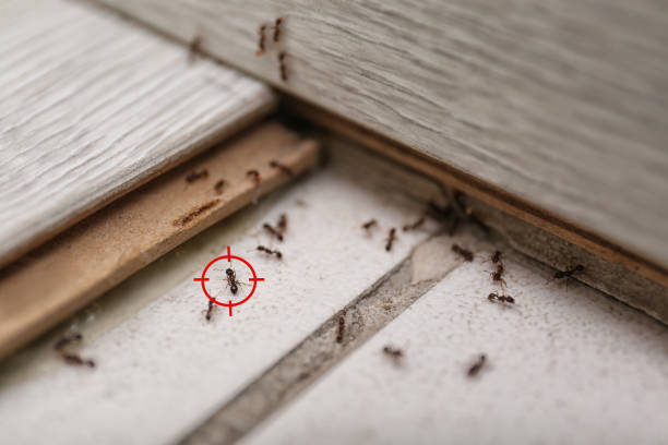 Best Wasp Removal Services  in Chesapeake Beach, MD