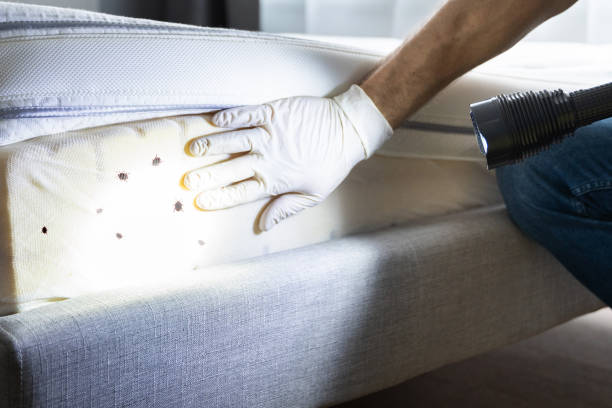 Professional Pest Control in Chesapeake Beach, MD